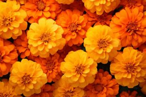 3 fiori da seminare a fine agosto