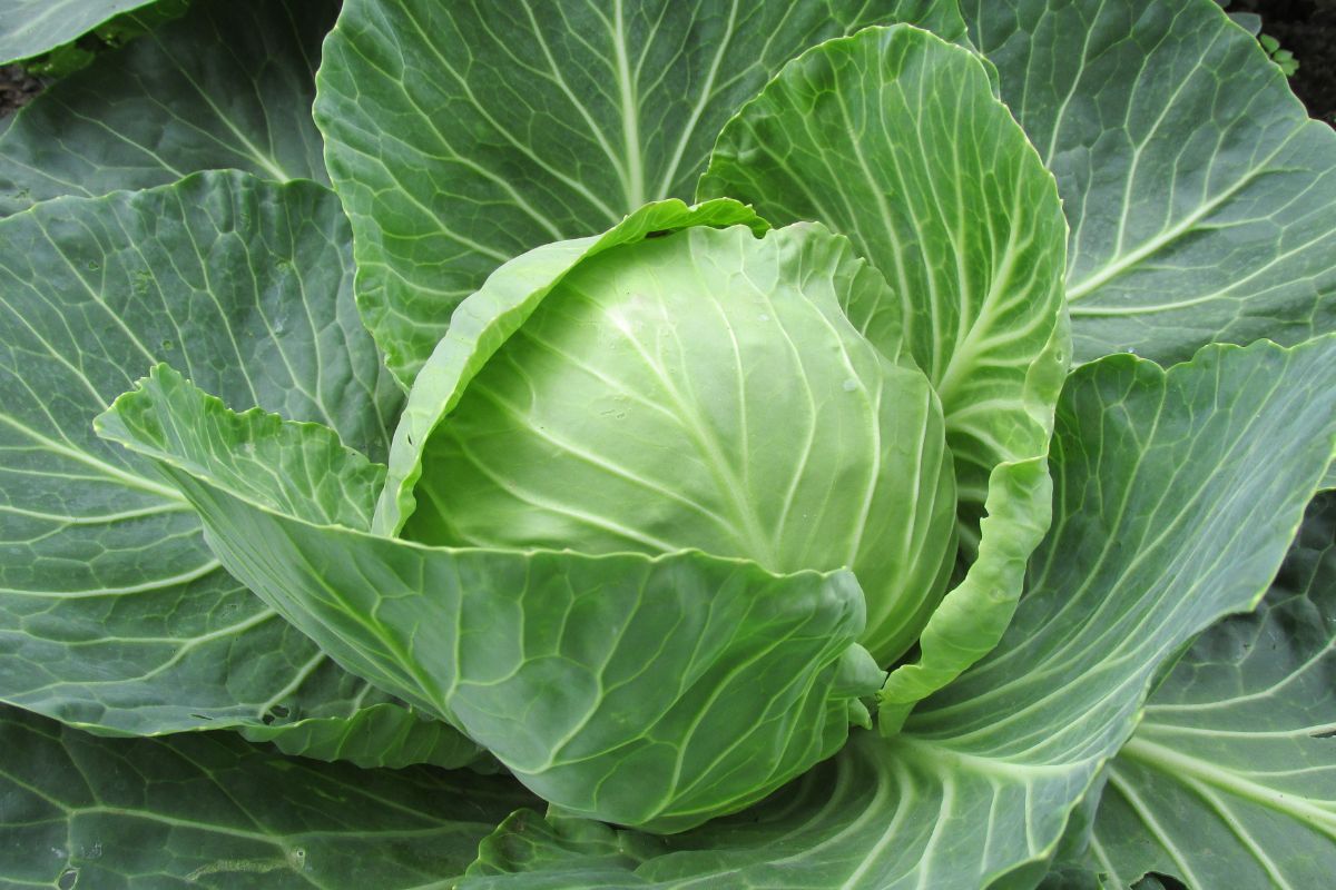 Cavoli e cavolfiori