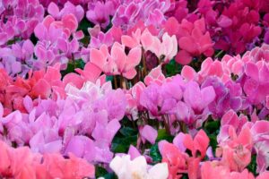 Ciclamini: i fiori che annunciano l’autunno