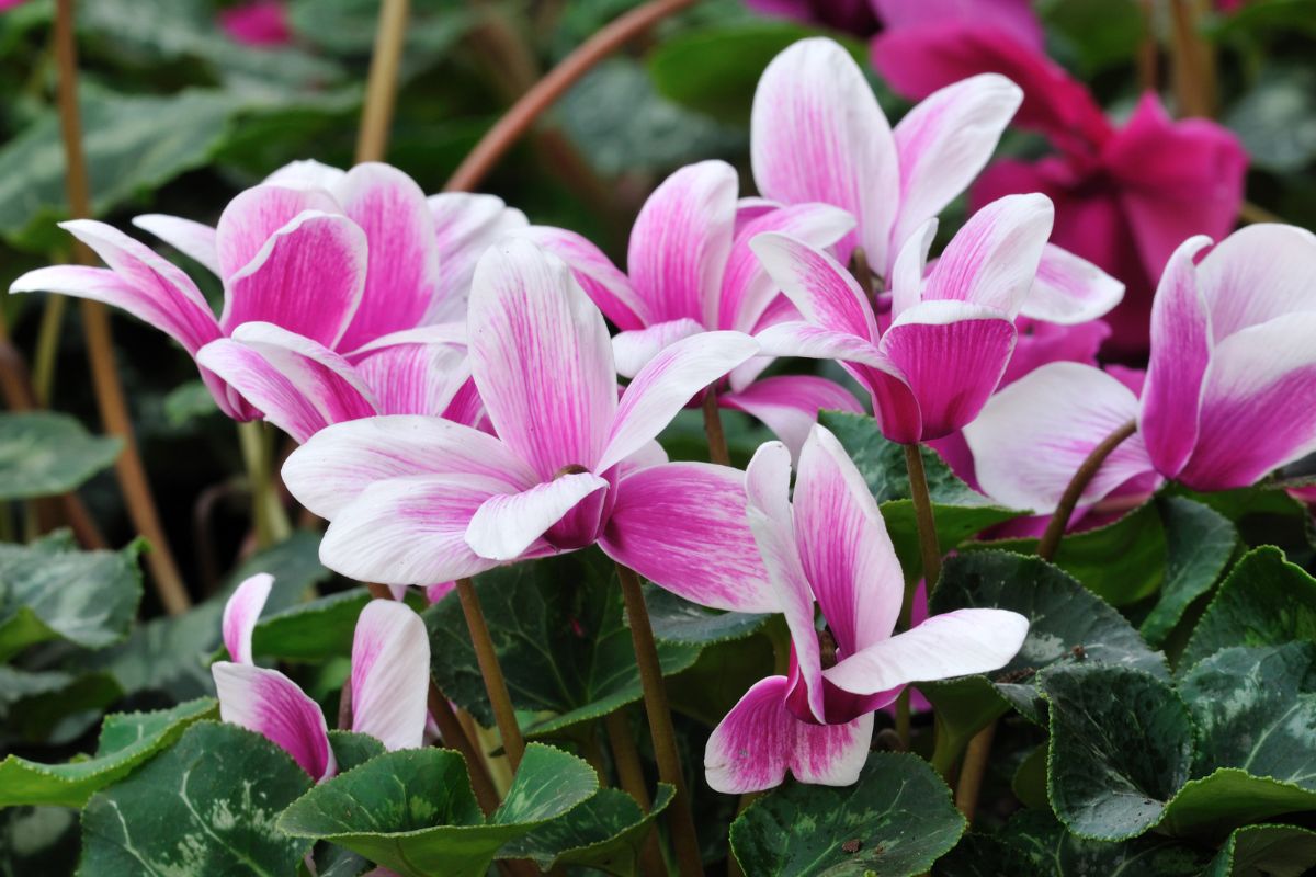 Ciclamini: i fiori che annunciano l’autunno, come coltivarli in vaso e giardino