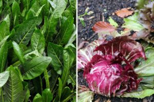 coltivare cicoria e radicchio