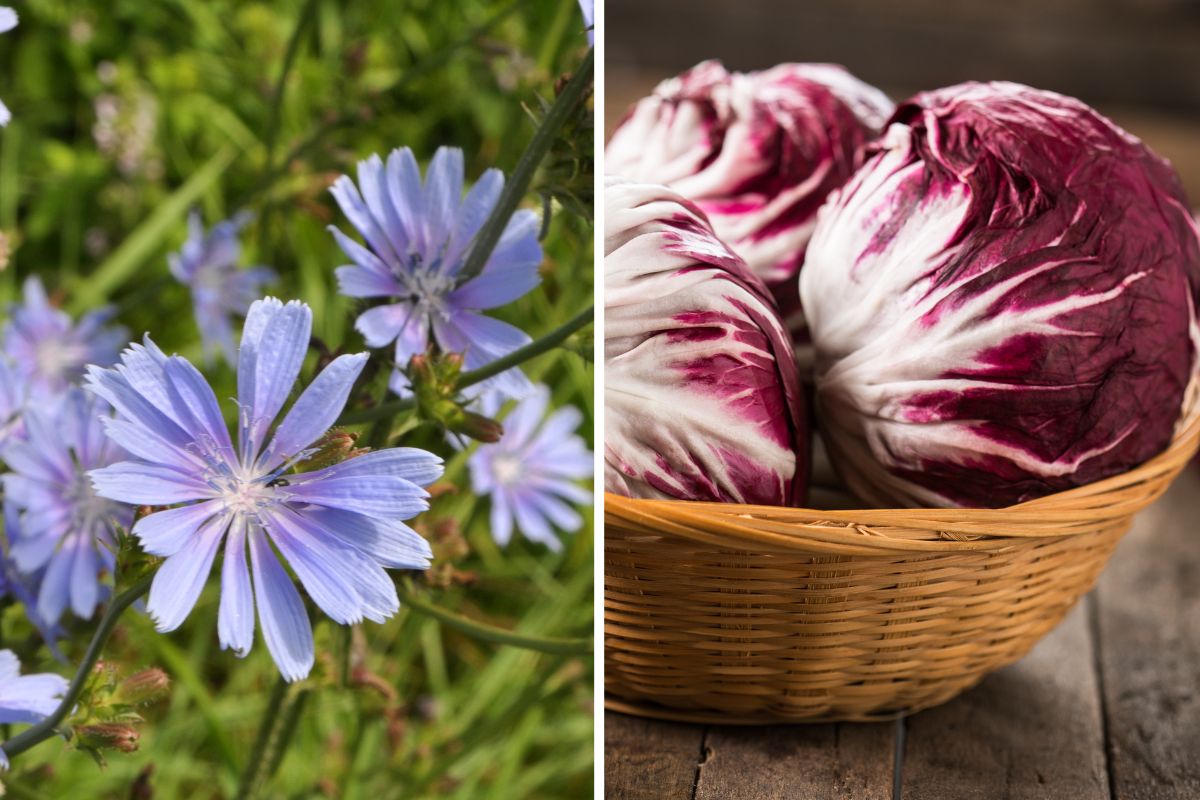 cicoria e radicchio raccolto a settembre