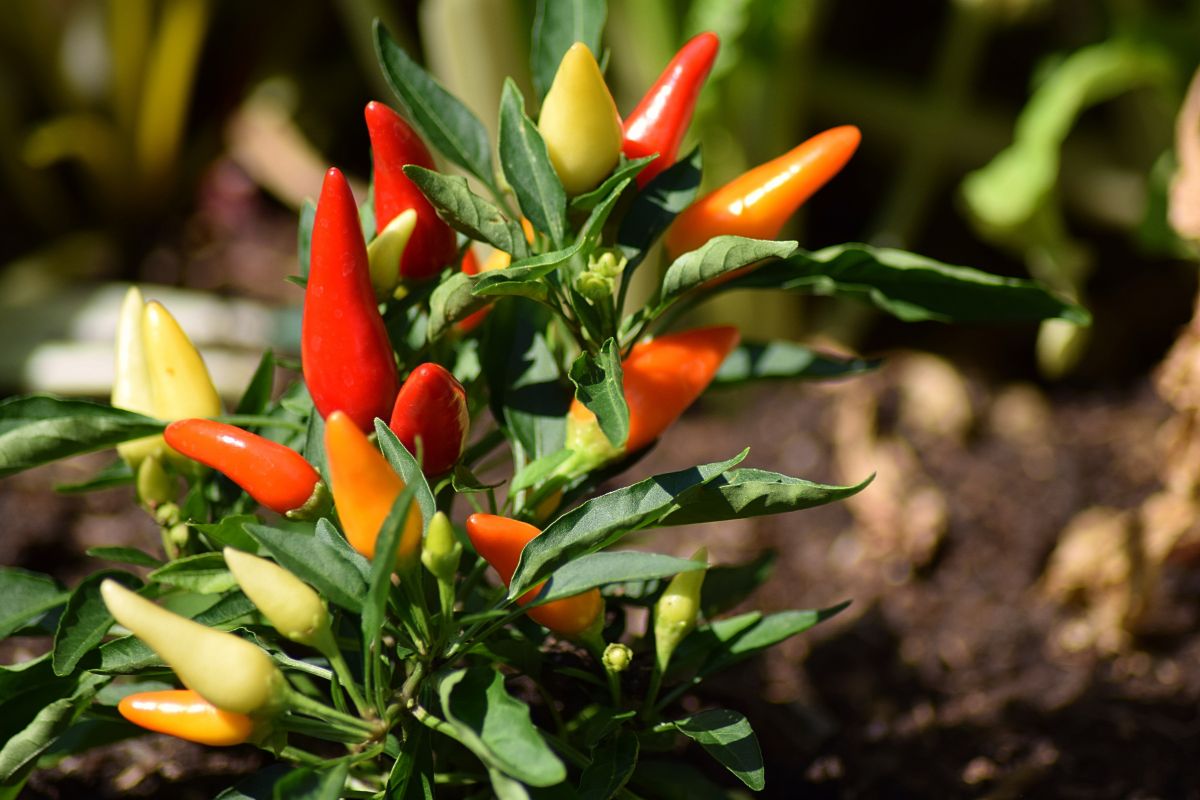 Come coltivare i peperoncini ornamentali in agosto