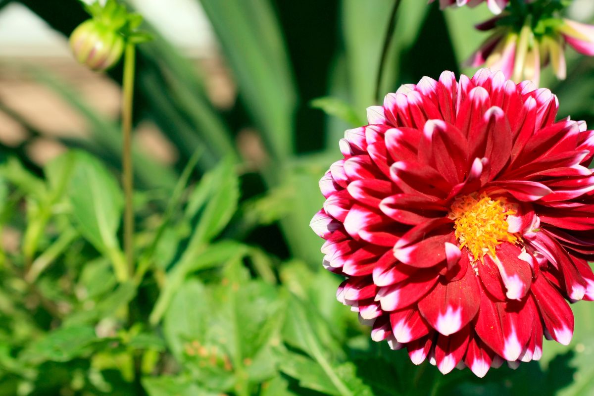 Dalie giganti: cure speciali per avere fiori spettacolari a fine estate