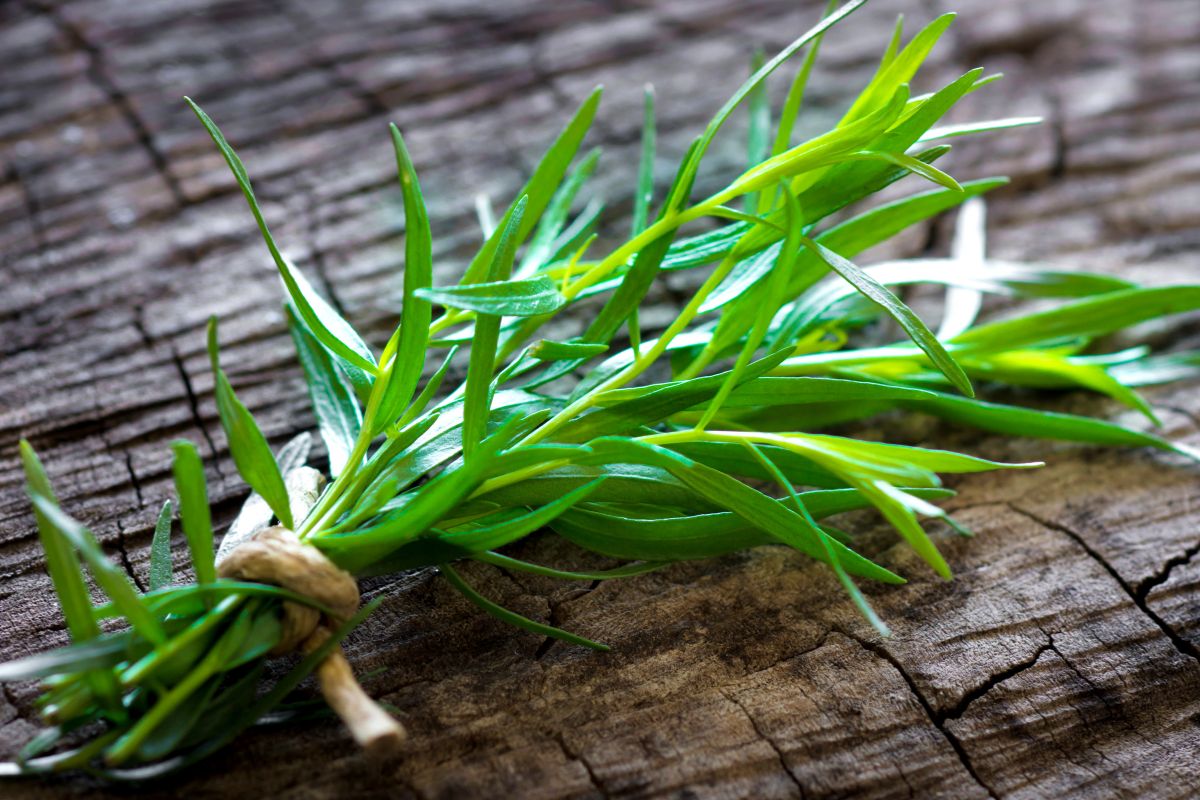 Piante aromatiche insolite da coltivare ad agosto: dal finocchietto al dragoncello