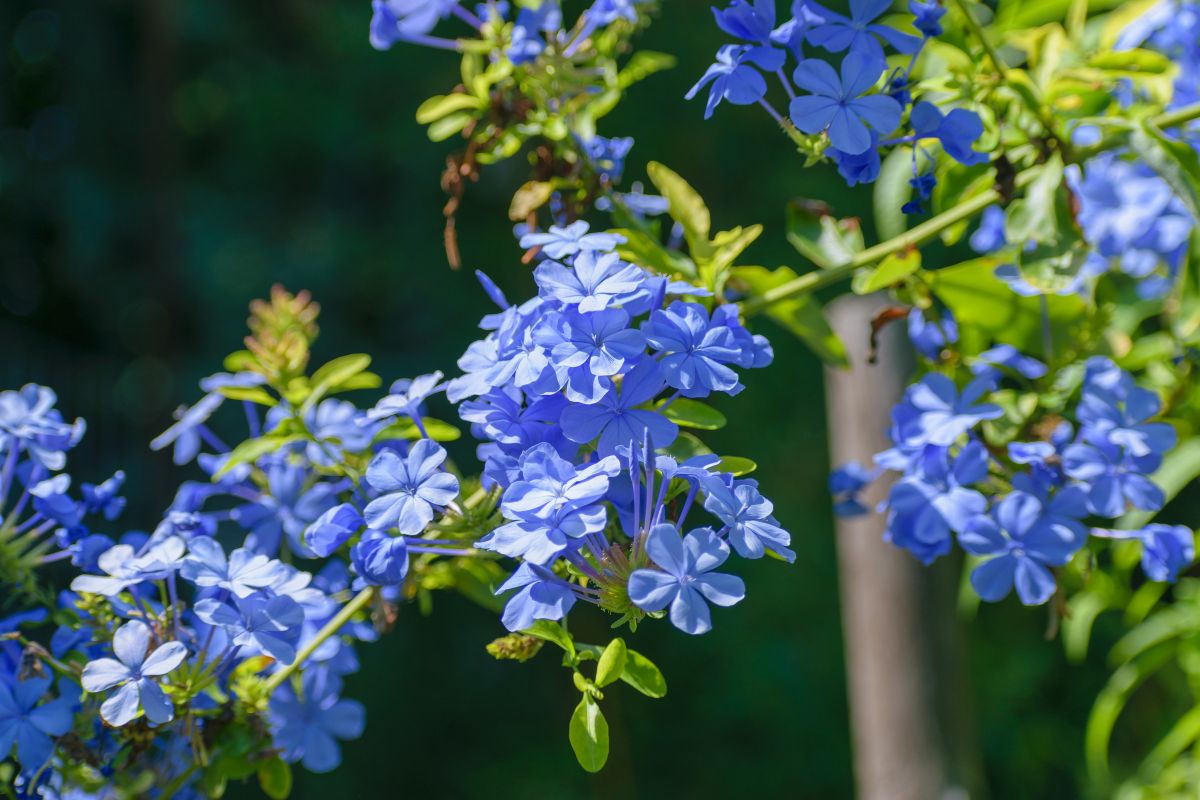 Plumbago, la cascata azzurra che fiorisce al massimo in agosto
