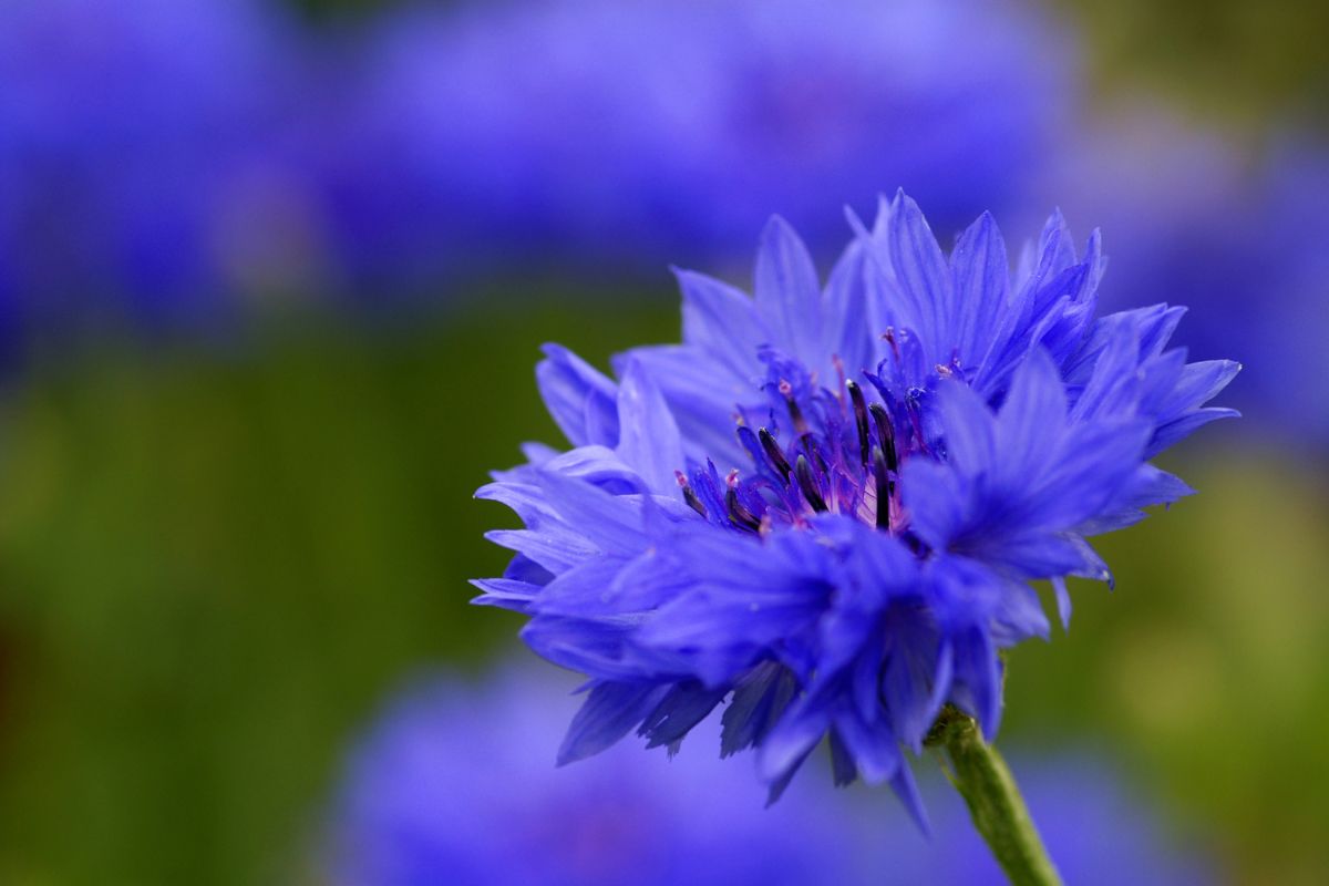 3 fiori da seminare a fine agosto