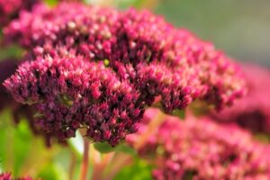 I fiori che resistono fino all’autunno