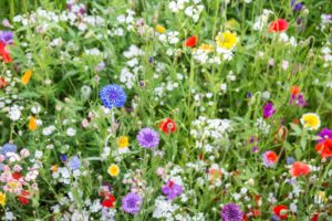 fiori di campo che resistono meglio al caldo