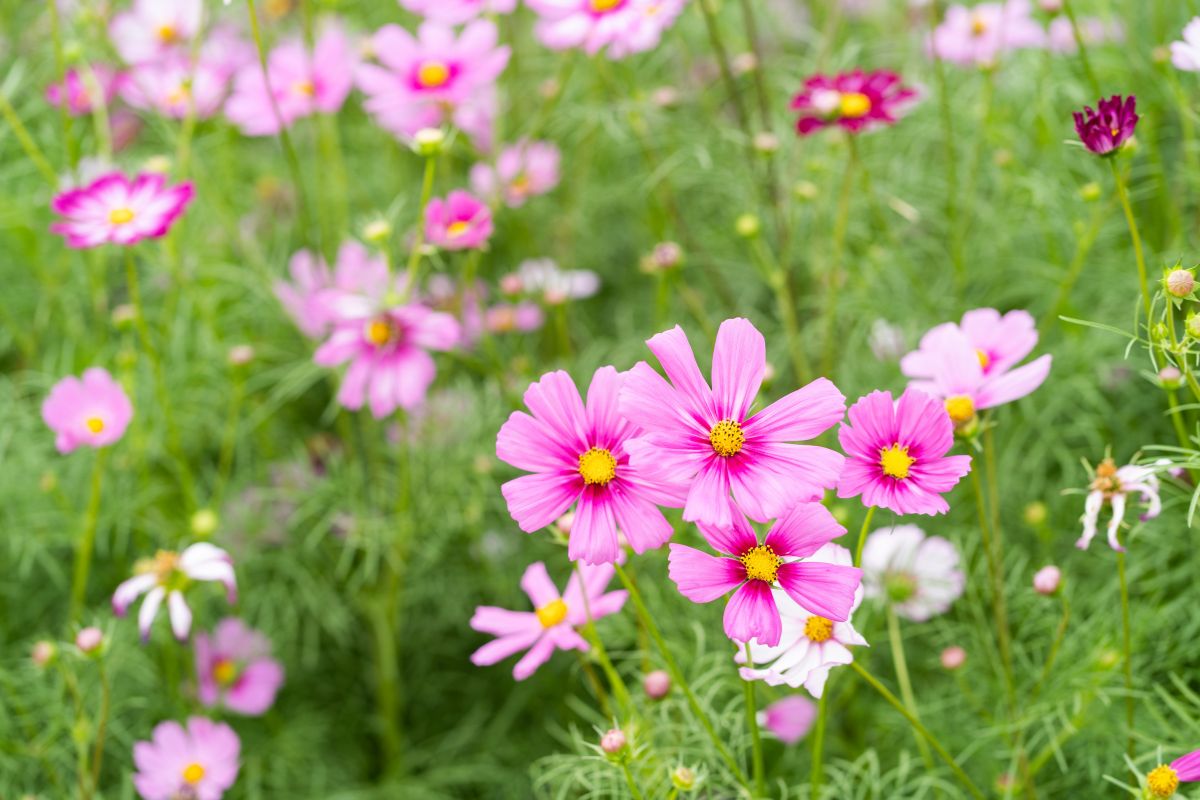 I fiori di campo che resistono meglio al caldo di agosto (e regalano colore al balcone)