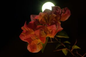 Fiori notturni