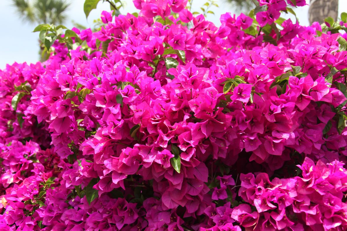 fiori rampicanti che non temono la siccità