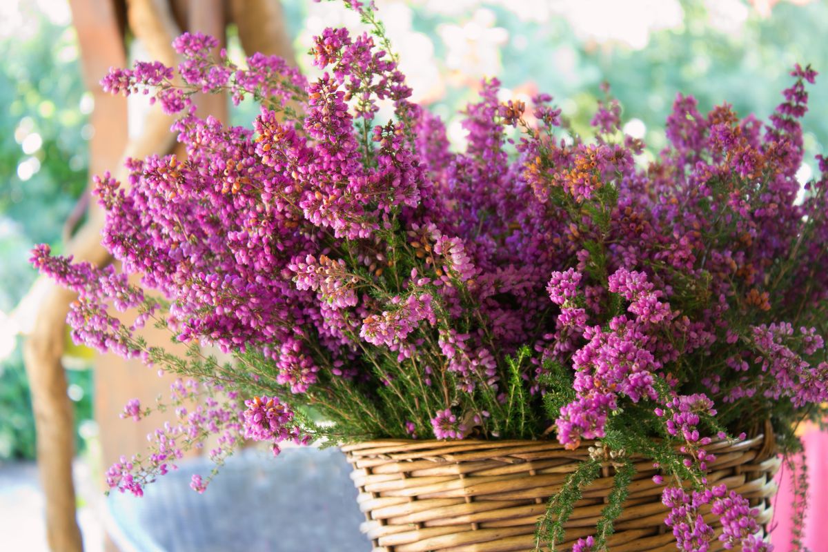 I fiori che resistono fino all’autunno inoltrato: quali scegliere?
