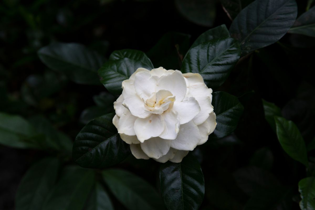 Fiori notturni: le piante che profumano di più nelle serate estive
