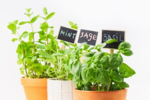 basilico menta e salvia in agosto