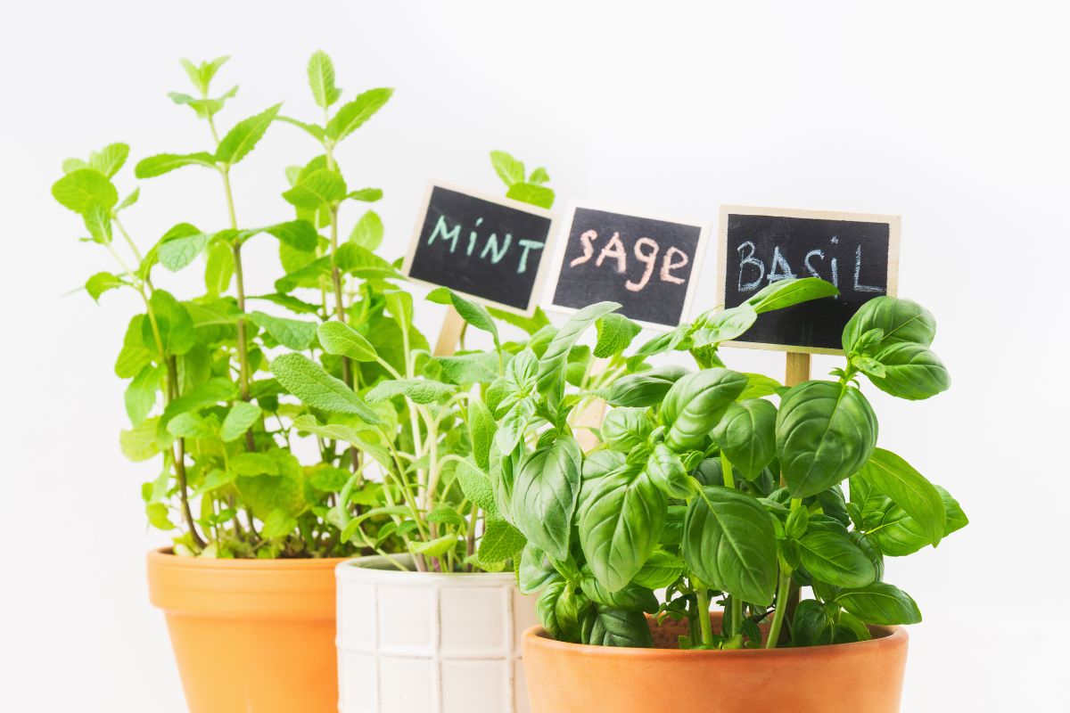 basilico menta e salvia in agosto