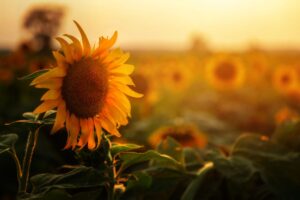Agosto e i girasoli
