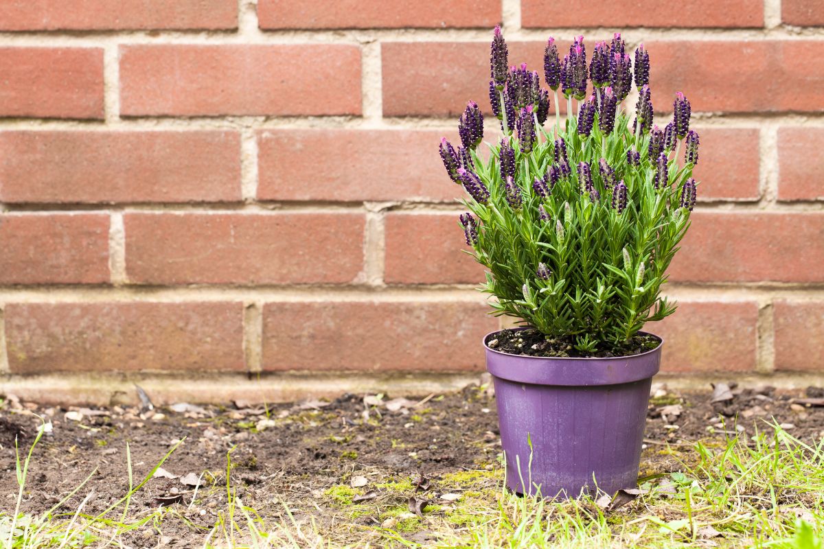 Lavanda in vaso ad agosto
