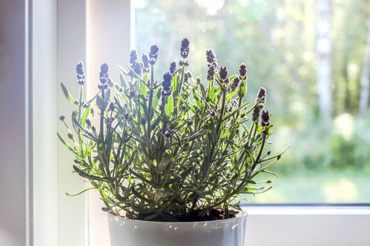 Lavanda in vaso ad agosto: come mantenerla profumata fino a settembre