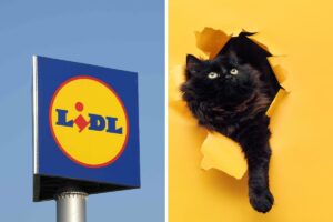 Lidl: il tiragraffi a torre per gatti