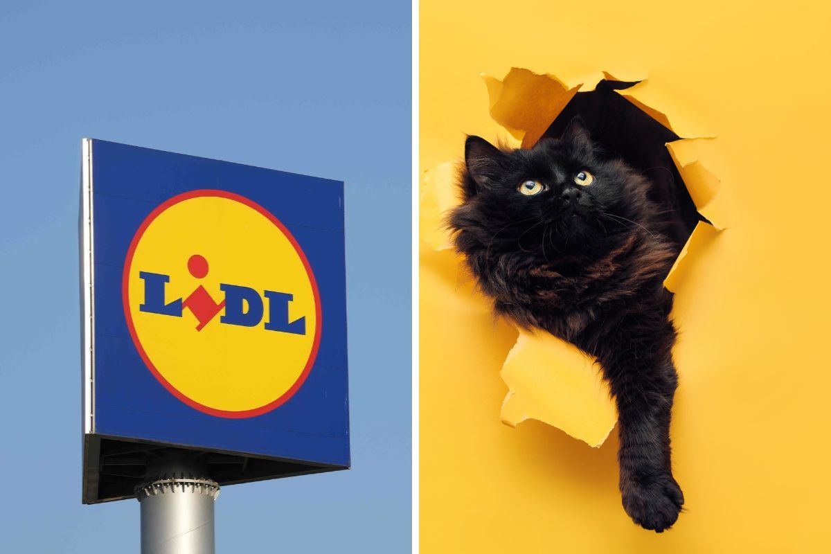 Lidl: il tiragraffi a torre per gatti