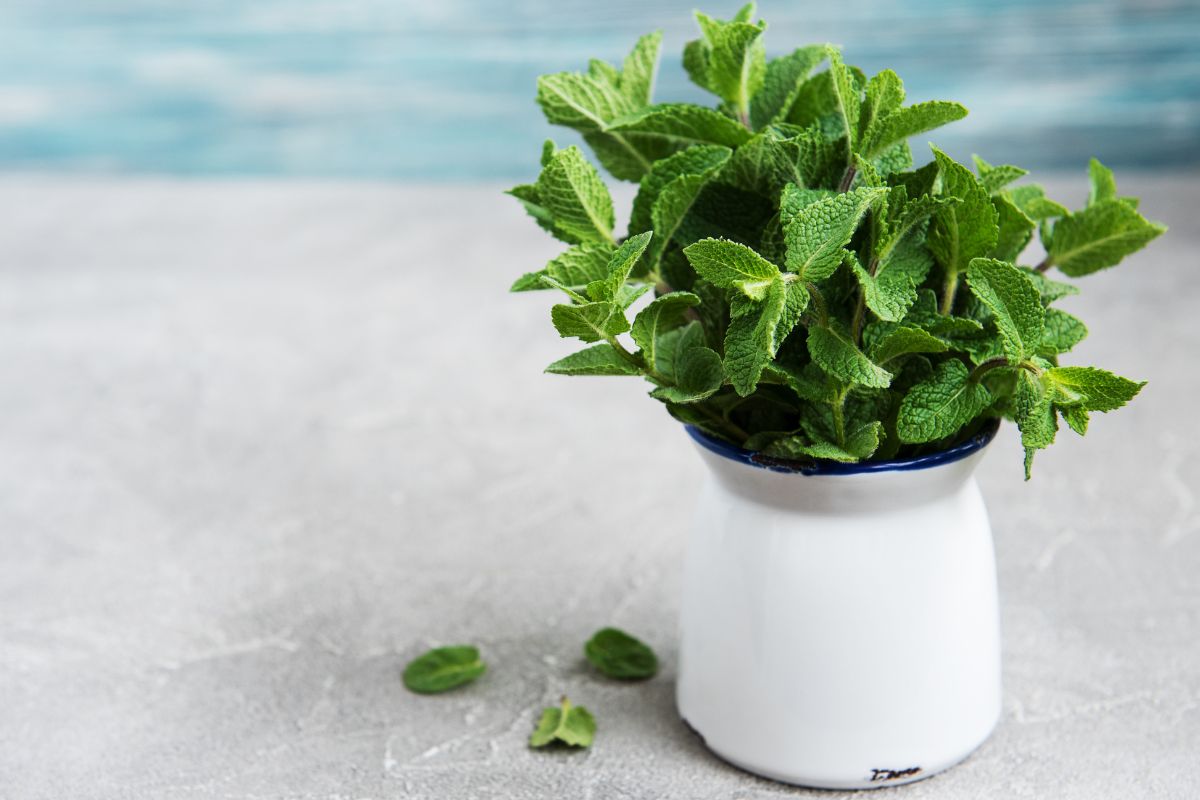 Menta in vaso: perché a fine estate rischia di soffrire e come salvarla