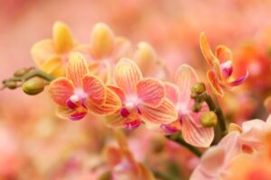 Orchidee in settembre