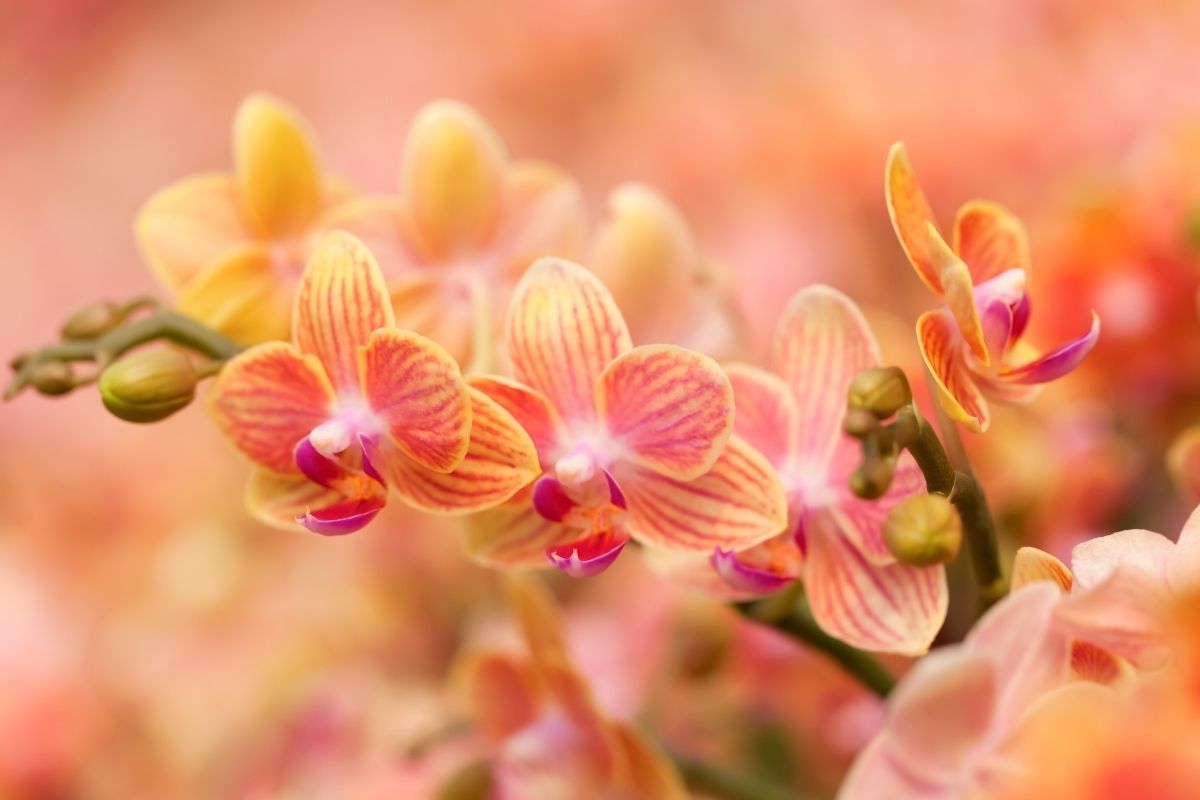 Orchidee in settembre