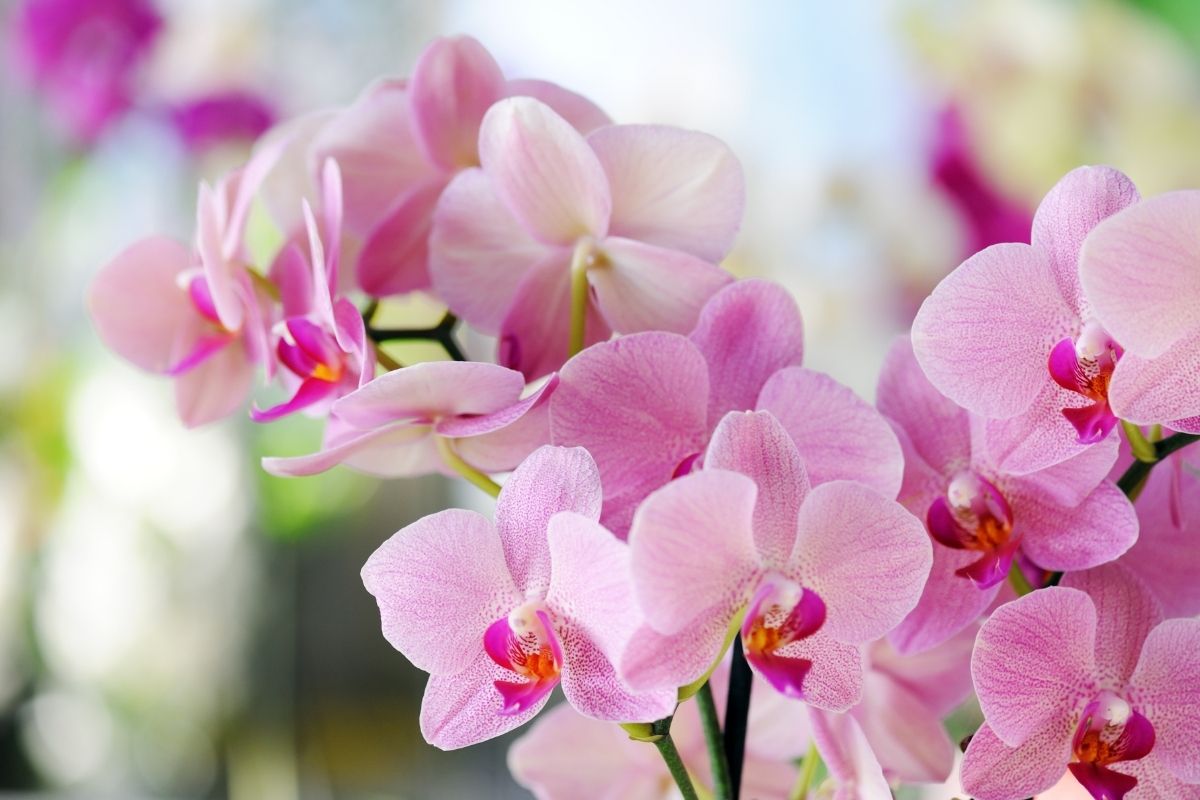 Orchidee in settembre: quando rinvasarle per avere nuove fioriture