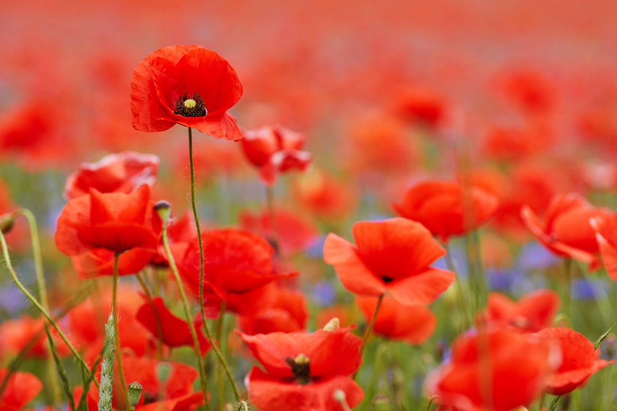 3 fiori da seminare a fine agosto per avere colore in autunno
