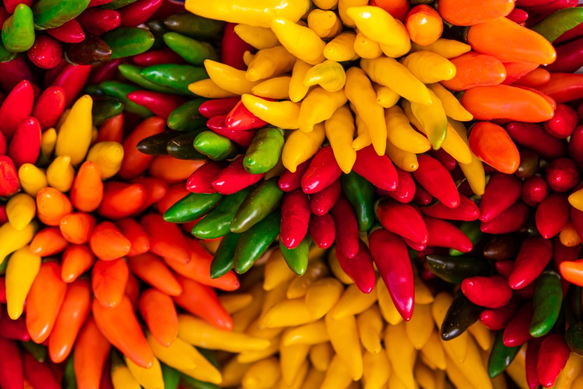 peperoncini ornamentali in agosto