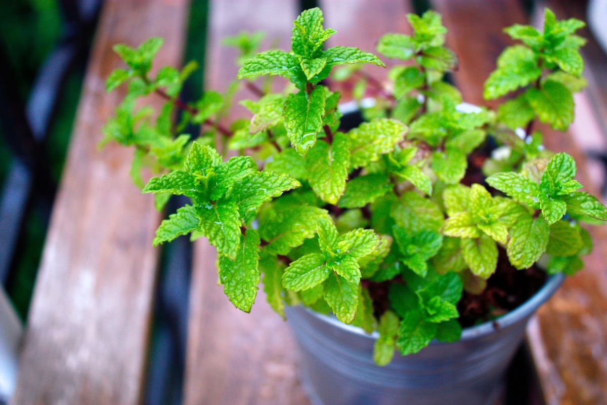 Piante aromatiche d’agosto