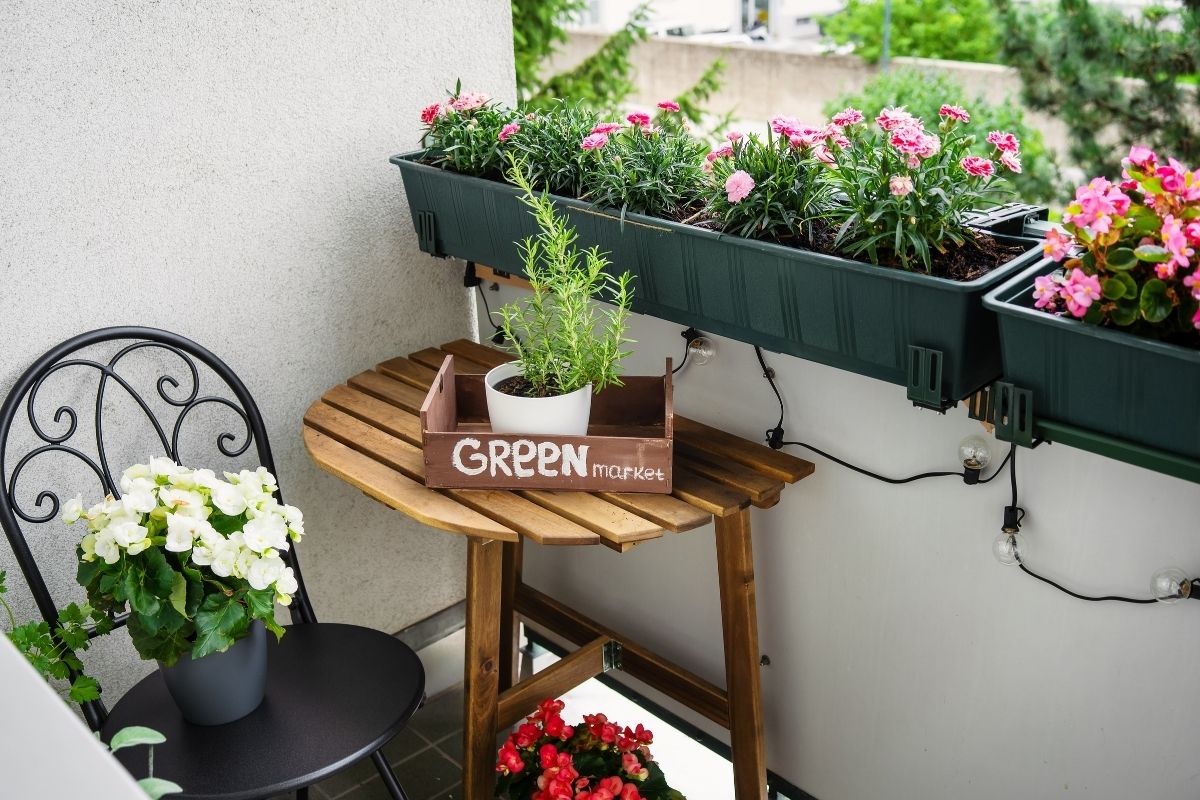 piante da balcone sotto il sole di agosto