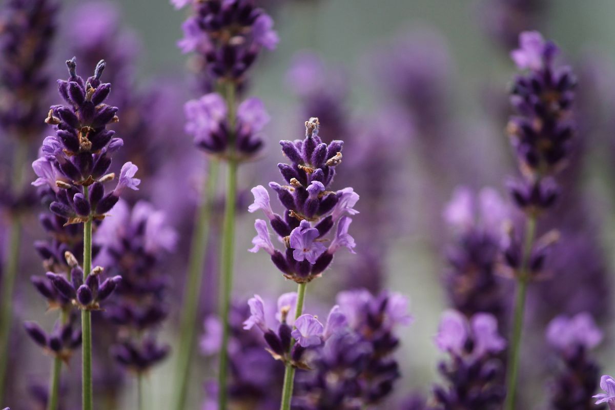 Settembre e i giardini rocciosi: cosa piantare tra le pietre
