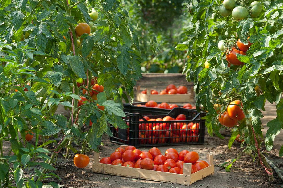 Pomodori a fine ciclo: come gestire le ultime produzioni di settembre