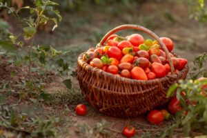 Pomodori a fine ciclo