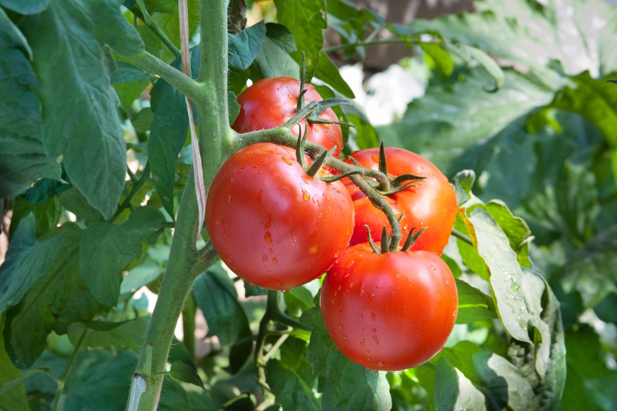 Pomodori con foglie gialle? Le cause più comuni a fine estate