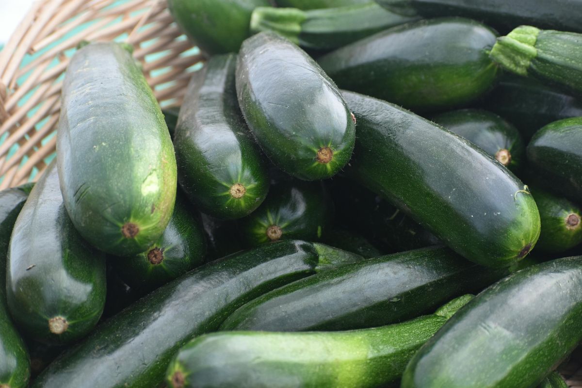 Zucchine tardive: cosa fare per prolungarne la raccolta fino a ottobre
