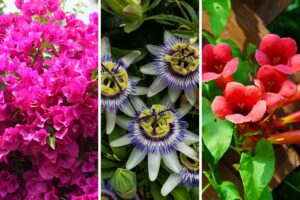 fiori rampicanti che non temono la siccità