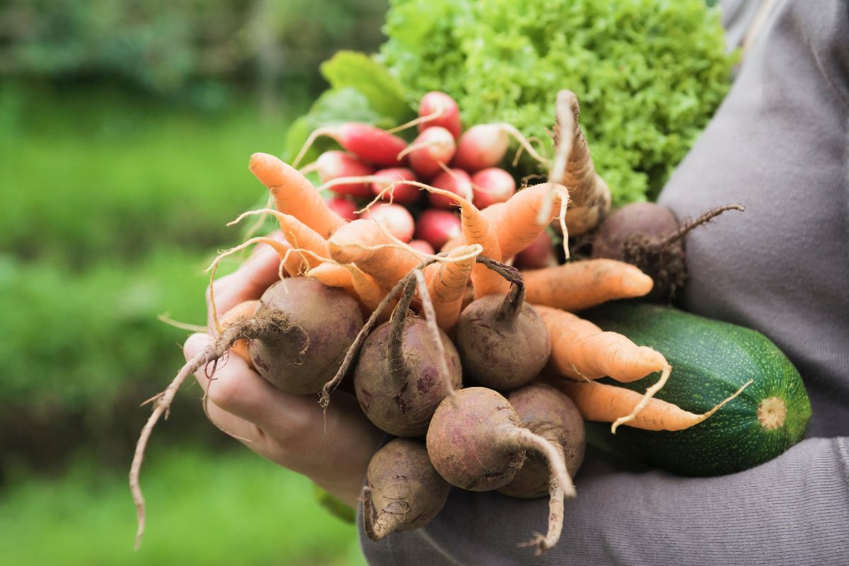 L’orto dimenticato: cosa salvare ad agosto per mangiare bene a settembre