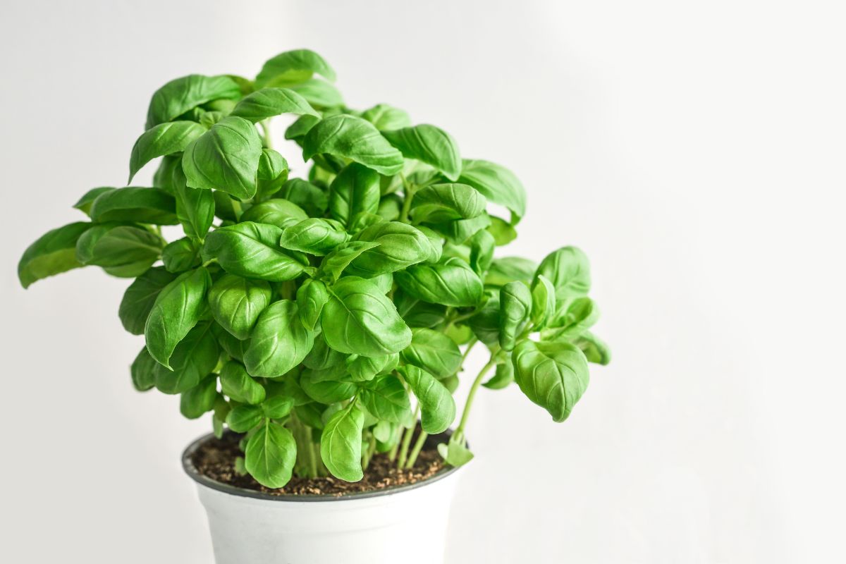 Basilico che fiorisce: cosa fare per non perdere l’aroma