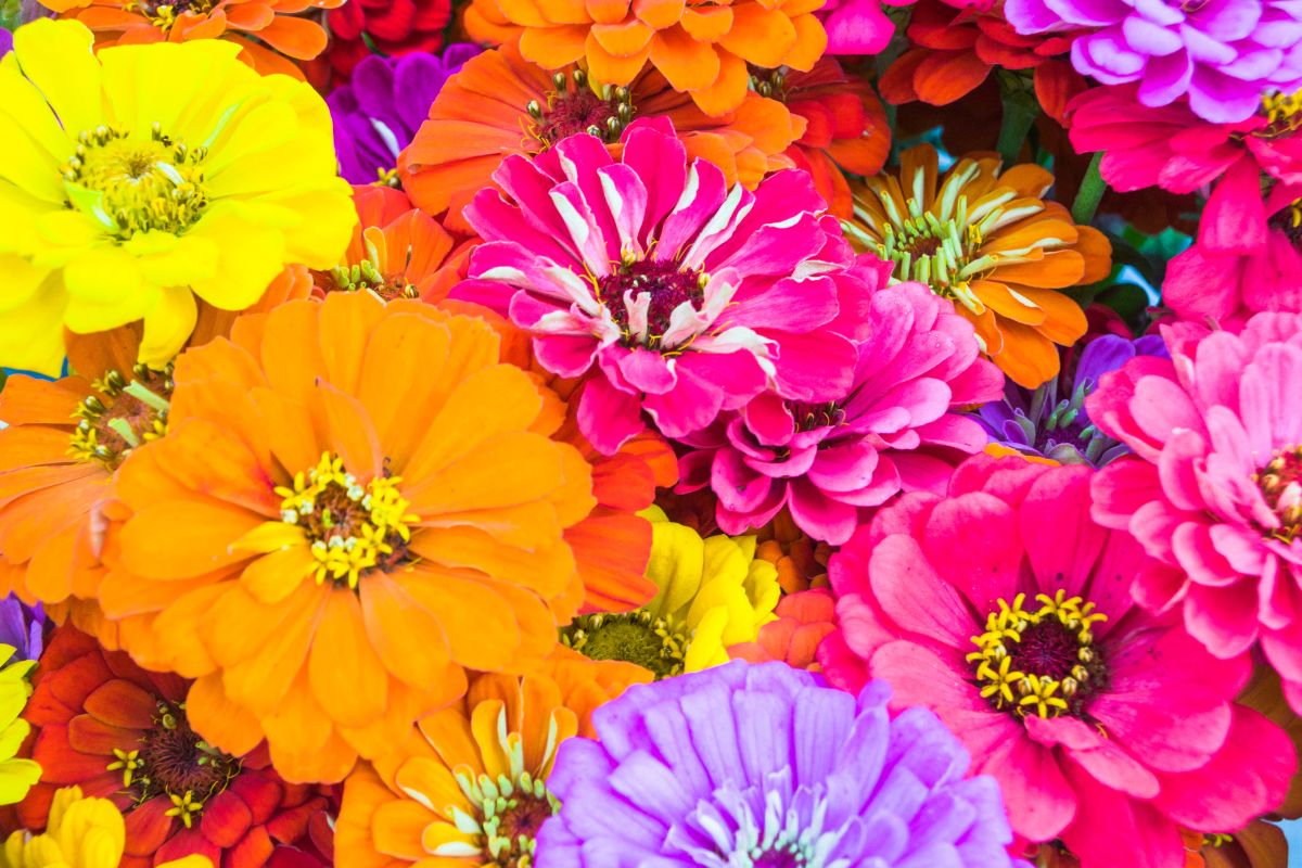 Zinnie in fiore: perché ad agosto sono al massimo della loro bellezza