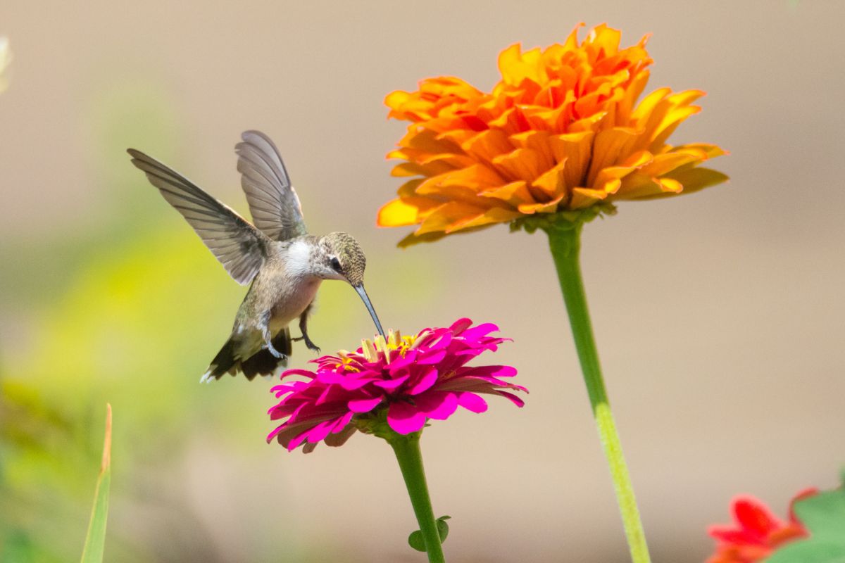 Zinnie in fiore
