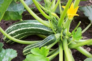 Zucchine tardive