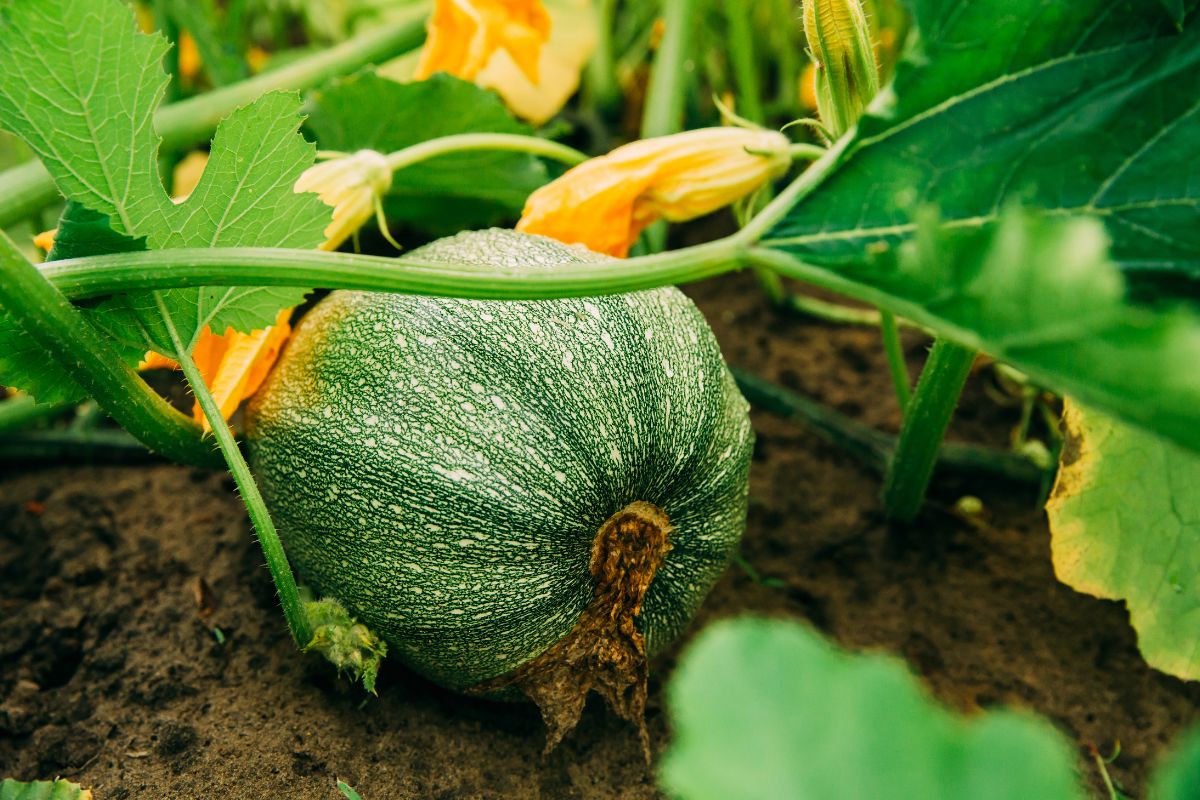 Agosto nell’orto: i segreti per zucchine più tenere e saporite
