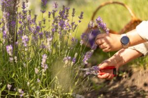 Lavanda a settembre: raccolta e utilizzo per sacchetti profumati