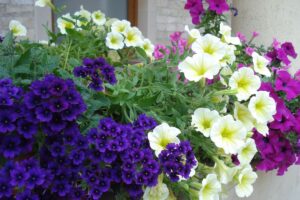 7 piante da balcone resistenti che fioriscono anche a settembre