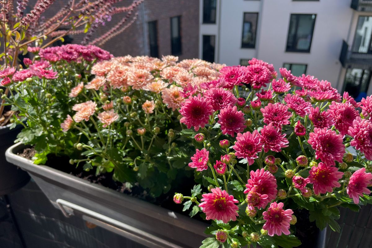 fiori per balcone a settembre