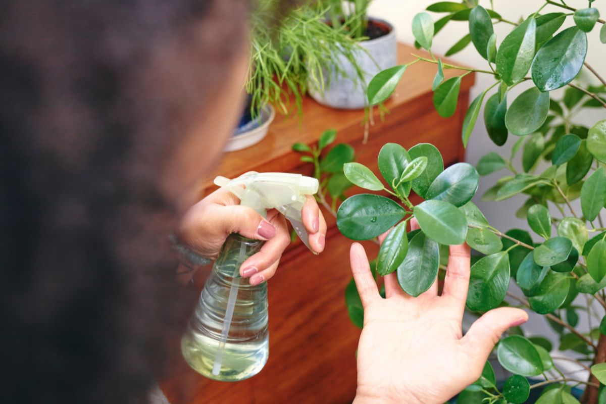 come capire quando le piante hanno bisogno di acqua 