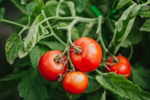 Pomodori tardivi: come curarli all’inizio di settembre